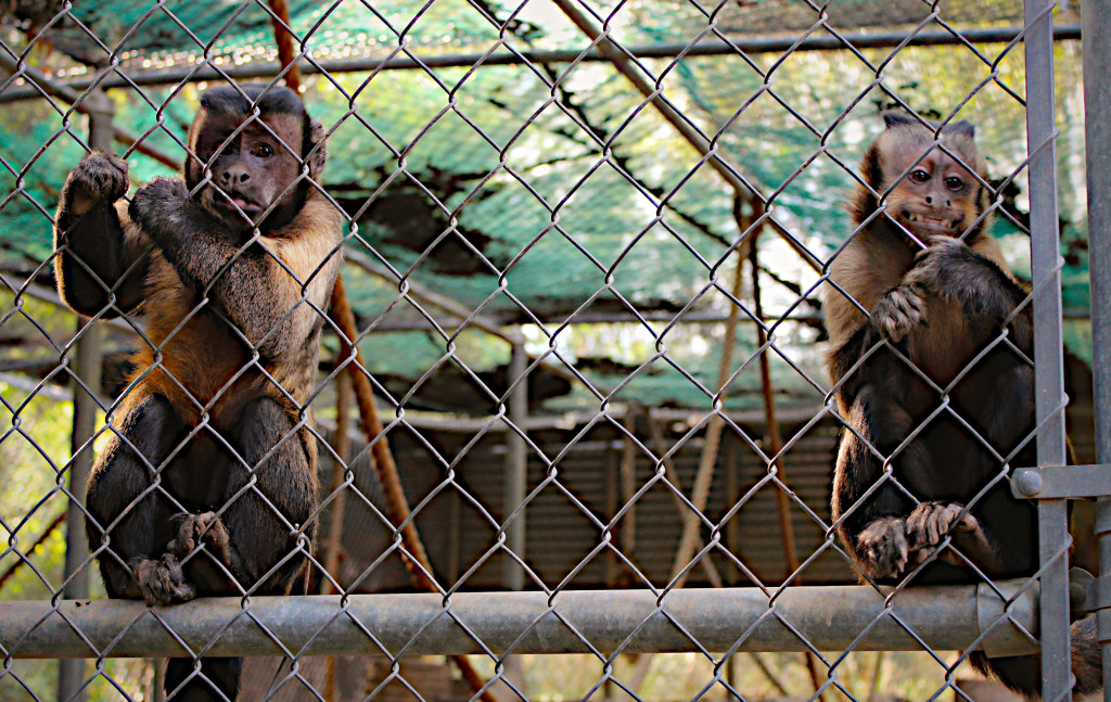 Wildlife World Zoo - cheeky monkies