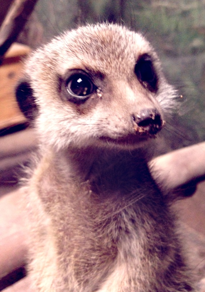 Wildlife World Zoo - meerkat