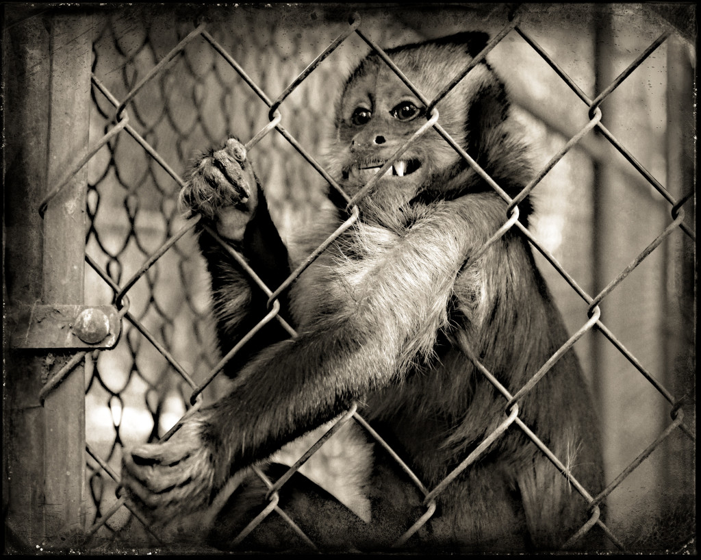Wildlife World Zoo - hold my hand monkey