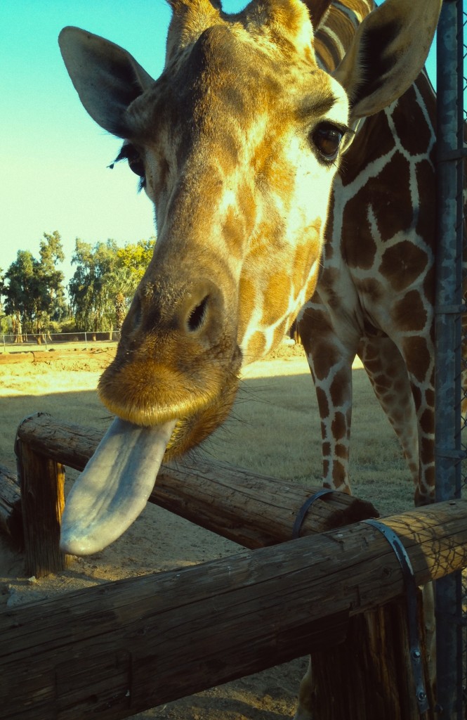 Wildlife World Zoo - giraffe